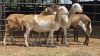 4 X MEATMASTER EWE E. ELS (Per animal to take the lot)