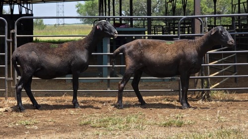 2 X MEATMASTER EWE E. ELS (Per animal to take the lot)