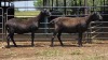 2 X MEATMASTER EWE E. ELS (Per animal to take the lot)