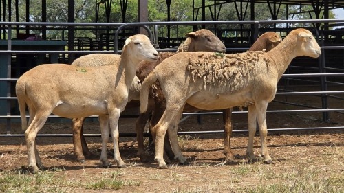 4 X MEATMASTER EWE E. ELS (Per animal to take the lot)