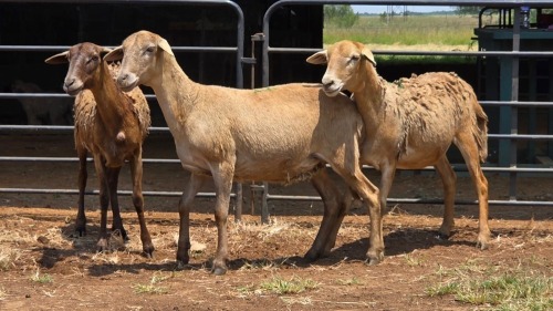3 X MEATMASTER EWE E. ELS (Per animal to take the lot)