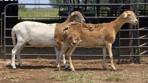 2 X MEATMASTER EWE E. ELS (Per animal to take the lot)