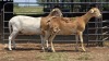 2 X MEATMASTER EWE E. ELS (Per animal to take the lot)