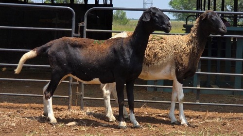 2 X MEATMASTER EWE E. ELS (Per animal to take the lot)