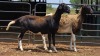 2 X MEATMASTER EWE E. ELS (Per animal to take the lot)