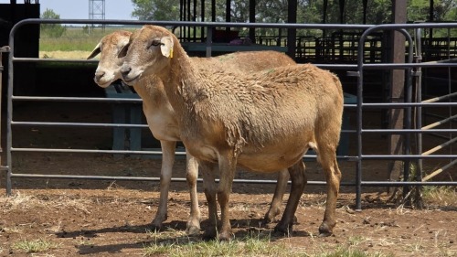 2 X MEATMASTER EWE E. ELS (Per animal to take the lot)