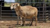 2 X MEATMASTER EWE E. ELS (Per animal to take the lot)