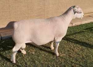 1 X WIT/WHITE DORPER RAM - T5 Ashley Phillips