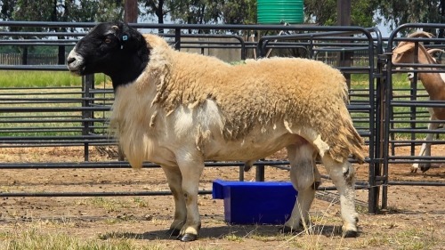 1 X DORPER RAM C. SMITH