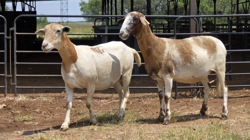 2 X MEATMASTER EWE E. ELS (Per animal to take the lot)
