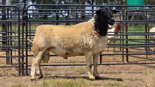 1 X DORPER RAM C. SMITH