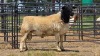 1 X DORPER RAM C. SMITH