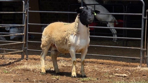 1 X DORPER RAM C. SMITH