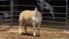1 X DORPER RAM C. SMITH