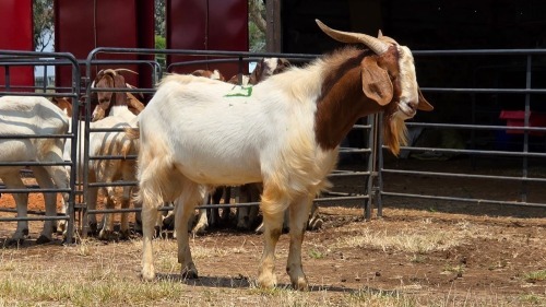 1 X BOER GOAT BUCK C. SMITH