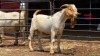 1 X BOER GOAT BUCK C. SMITH