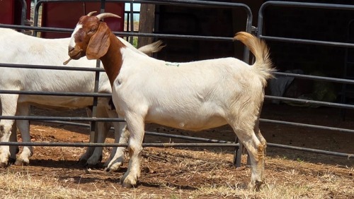 1 X BOER GOAT DOE C. SMITH