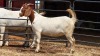 1 X BOER GOAT DOE C. SMITH