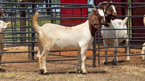 1 X BOER GOAT DOE C. SMITH