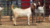 1 X BOER GOAT DOE C. SMITH