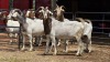 3 X BOER/MILK CROSS DOE C. SMITH (Per animal to take the lot)
