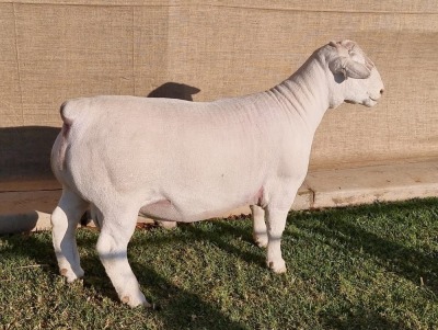 1 X WIT/WHITE DORPER RAM - STOET/STUD Ashley Phillips