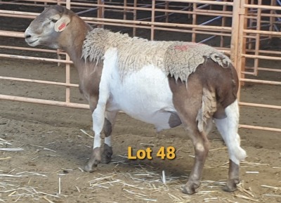 LOT 48 1X MEATMASTER RAM OSVLEY MEATMASTERS