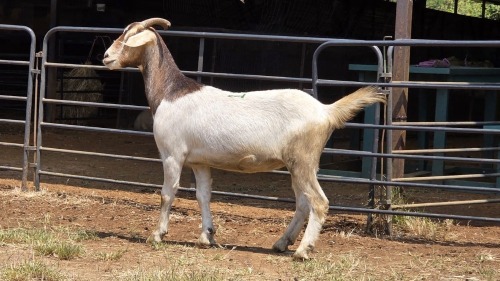 1 X BOER/MILK CROSS DOE C. SMITH