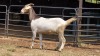 1 X BOER/MILK CROSS DOE C. SMITH