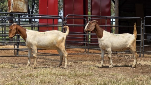 2 X BOER GOAT DOE C. SMITH (Per animal to take the lot)