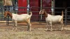 2 X BOER GOAT DOE C. SMITH (Per animal to take the lot)
