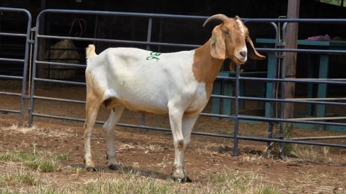 1 X BOER GOAT DOE C. SMITH