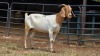 1 X BOER GOAT DOE C. SMITH