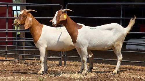 2 X BOER GOAT DOE C. SMITH (Per animal to take the lot)