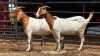 2 X BOER GOAT DOE C. SMITH (Per animal to take the lot)