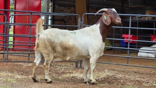 1 X BOER GOAT DOE C. SMITH