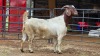 1 X BOER GOAT DOE C. SMITH