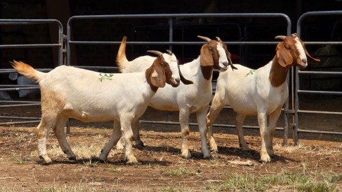 3 X BOER GOAT DOE C. SMITH (Per animal to take the lot)