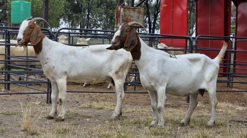 2 X BOER GOAT DOE C. SMITH (Per animal to take the lot)