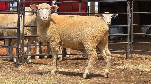 1 X ILE DE FRANCE EWE C.J VAN ZYL
