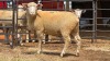 1 X ILE DE FRANCE EWE C.J VAN ZYL