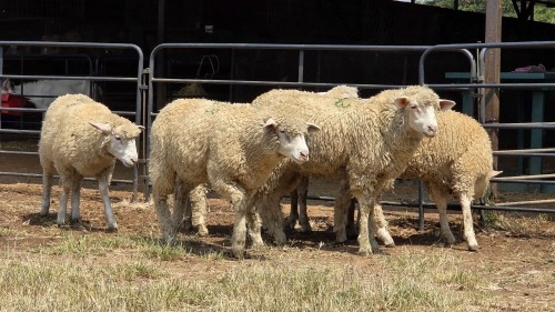 6 X ILE DE FRANCE EWE C.J VAN ZYL (Per animal to take the lot)
