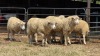 6 X ILE DE FRANCE EWE C.J VAN ZYL (Per animal to take the lot)