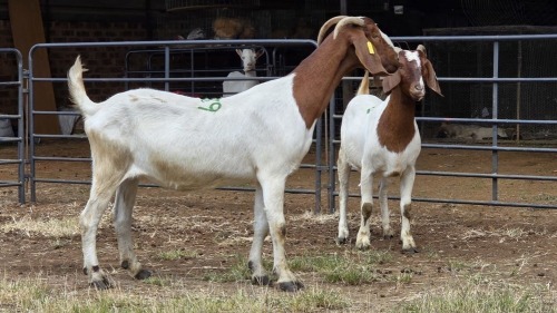 2 X BOER GOAT DOE C. SMITH (Per animal to take the lot)