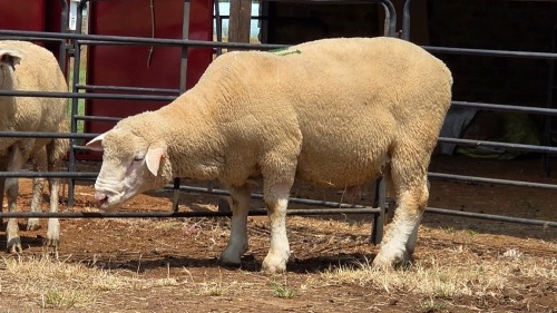 1 X ILE DE FRANCE RAM C.J VAN ZYL