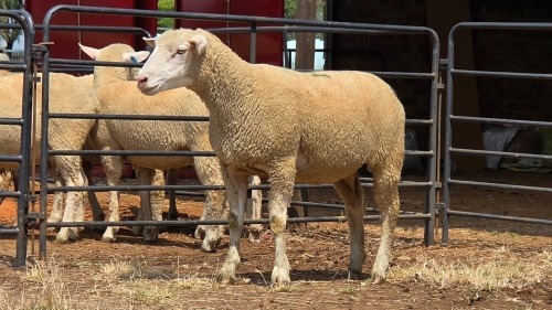 1 X ILE DE FRANCE EWE C.J VAN ZYL
