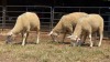 3 X ILE DE FRANCE EWE C.J VAN ZYL (Per animal to take the lot)