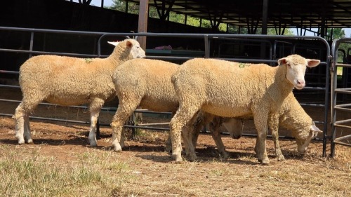 4 X ILE DE FRANCE EWE C.J VAN ZYL (Per animal to take the lot)