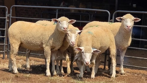 5 X ILE DE FRANCE EWE C.J VAN ZYL (Per animal to take the lot)