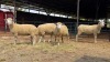 4 X ILE DE FRANCE EWE C.J VAN ZYL (Per animal to take the lot)